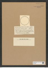 Actinocyclus pellucidus Castr. (de-Toni-Nr.: Genus 195, Species 4794) Zeichnungen Sammlung Grunow Nr. 8441 (NHMW-BOT-W0377893)